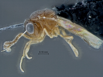 Idris_SAM-HYM-P027725_habitus_lateral(light)