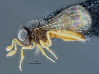 Idris_SAM-HYM-P027725_habitus_lateral