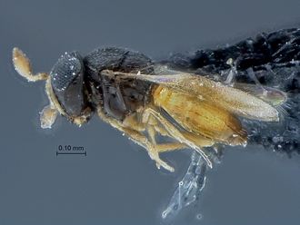 Idris_SAM-HYM-P029397_habitus_lateral