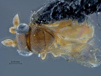 Idris_SAM-HYM-P029398_habitus_dorsal
