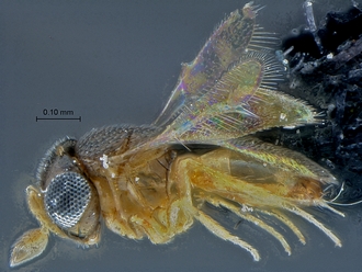 Idris_SAM-HYM-P029398_habitus_lateral