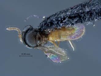 Idris_SAM-HYM-P029399_habitus_dorsal