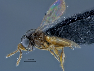 Idris_SAM-HYM-P029399_habitus_lateral