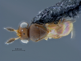 Idris_SAM-HYM-P029400_habitus_dorsal