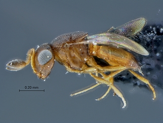 Idris_SAM-HYM-P029400_habitus_lateral