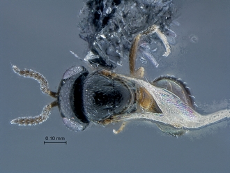 Idris_SAM-HYM-P030594_habitus_dorsal