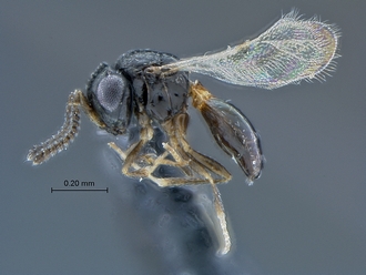 Idris_SAM-HYM-P030594_habitus_lateral