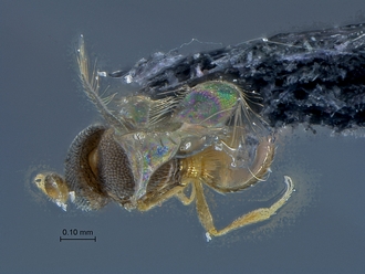 Idris_SAM-HYM-P030616_habitus_dorsal