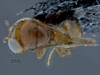 Idris_SAM-HYM-P030618_habitus_dorsal