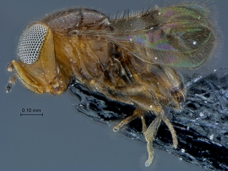 Idris_SAM-HYM-P030618_habitus_lateral