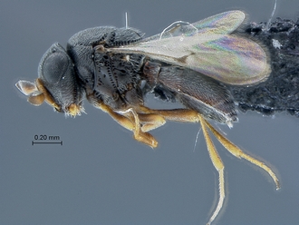Idris_SAM-HYM-P031343_habitus_lateral