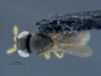 Idris_SAM-HYM-P032092_habitus_dorsal