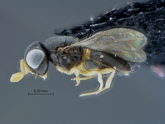 Idris_SAM-HYM-P032092_habitus_lateral