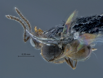 Idris_SAM-HYM-P034430_habitus_dorsal