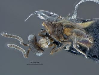 Idris_SAM-HYM-P034430_habitus_lateral