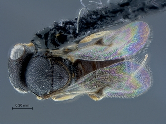 Idris_SAM-HYM-P034681_habitus_dorsal