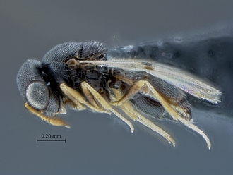 Idris_SAM-HYM-P034681_habitus_lateral