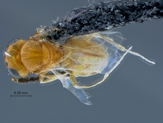 Idris_SAM-HYM-P035572_habitus_dorsal