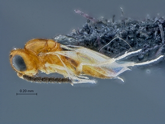 Idris_SAM-HYM-P035572_habitus_lateral