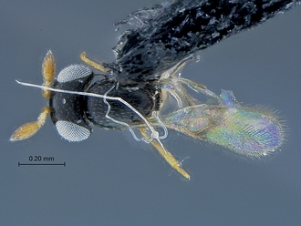 Idris_SAM-HYM-P037616_habitus_dorsal