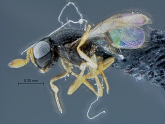 Idris_SAM-HYM-P037616_habitus_lateral