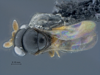 Idris_SAM-HYM-P038911_habitus_dorsal