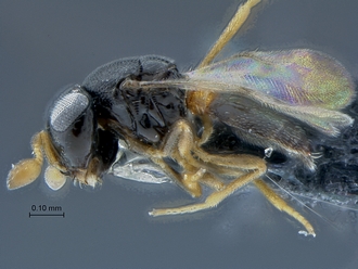 Idris_SAM-HYM-P038911_habitus_lateral