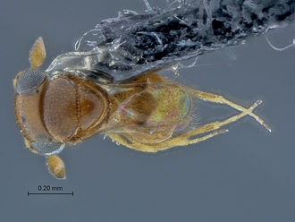 Idris_SAM-HYM-P040193_habitus_dorsal