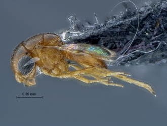 Idris_SAM-HYM-P040193_habitus_lateral