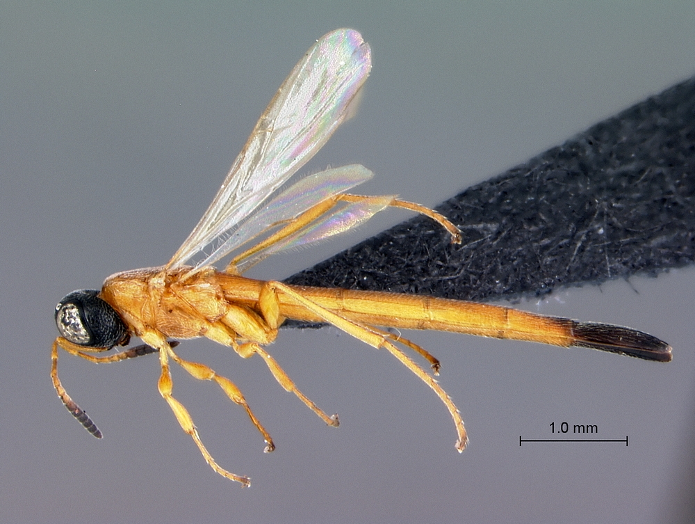 Platygastroidea