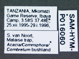 Macroteleia_SAM-HYM-P016060_labels