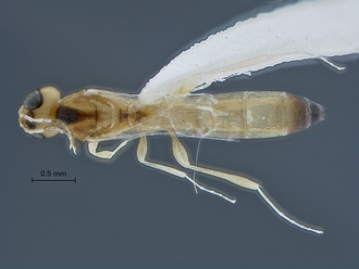 Macroteleia_SAM-HYM-P016061_habitus_dorsal