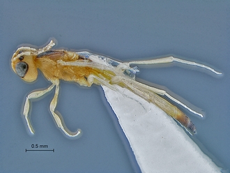 Macroteleia_SAM-HYM-P016061_habitus_lateral