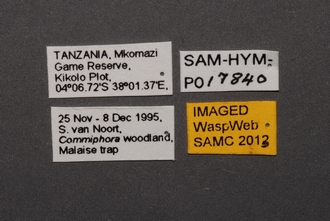 Macroteleia_SAM-HYM-P017840_Labels