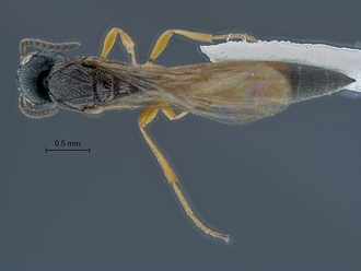 Macroteleia_SAM-HYM-P017840_habitus_dorsal