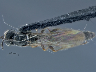 Macroteleia_SAM-HYM-P029162_habitus_dorsal