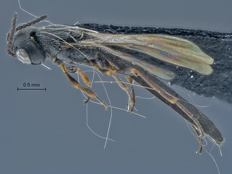 Macroteleia_SAM-HYM-P029162_habitus_lateral