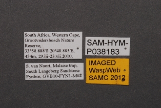 Nyleta_SAM-HYM-P038183_Labels