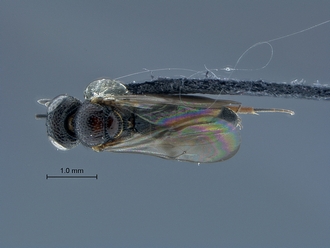 Nyleta_SAM-HYM-P038183_habitus_dorsal
