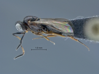 Nyleta_SAM-HYM-P038183_habitus_lateral