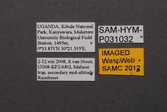 Opiscantha_SAM-HYM-P031032_Labels
