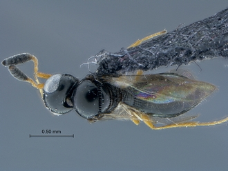 Opiscantha_SAM-HYM-P031032_habitus_dorsal
