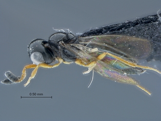 Opiscantha_SAM-HYM-P031032_habitus_lateral