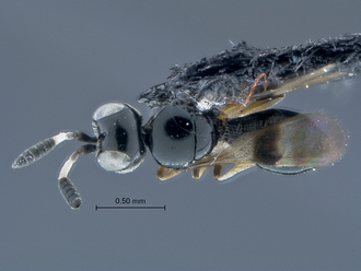 Opiscantha_SAM-HYM-P031050_habitus_dorsal