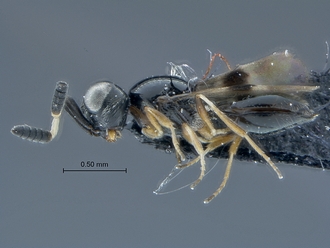 Opiscantha_SAM-HYM-P031050_habitus_lateral