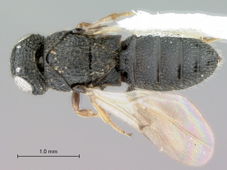 Oreiscelio_female_P020051_habitus_dorsal