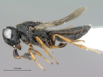 Oreiscelio_female_P020051_habitus_lateral