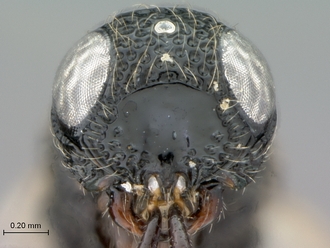 Oreiscelio_female_P020051_head_frontal