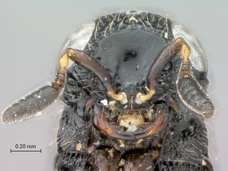 Oreiscelio_female_P020051_head_mandibles