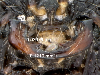 Oreiscelio_female_P020051_head_mandibles_measurement